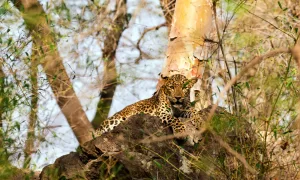 Jungle Adventure with Wildlife Tours in India