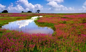 India’s Most Beautiful Flower Valleys That Will Bowl You With Their Beauty