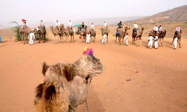 Pushkar Camel Safari