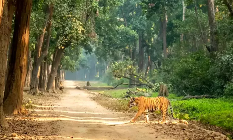 Jim Corbett National Park