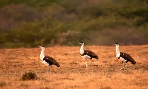 Top 10 Bird Sanctuaries in India