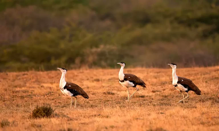 Kutch-Great-Indian-Bustard-Sanctuary